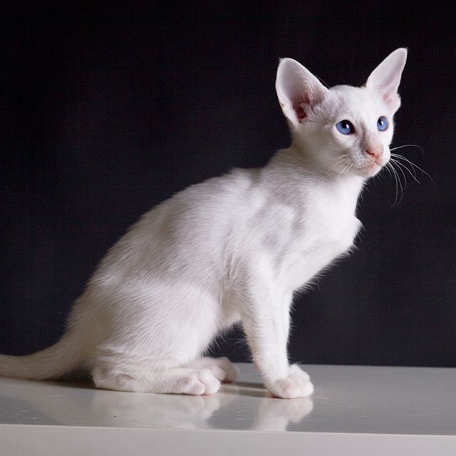 Gato-Abisinio-blanco