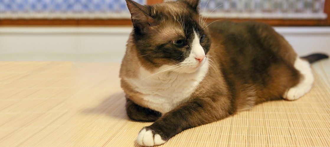 Gato Snowshoe Consejos, Cuidados y Características Kiwoko