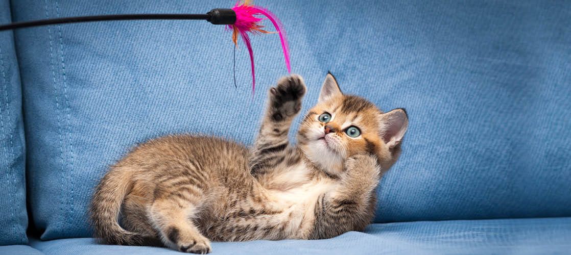 Por qué el láser no es un juguete adecuado para un gato?