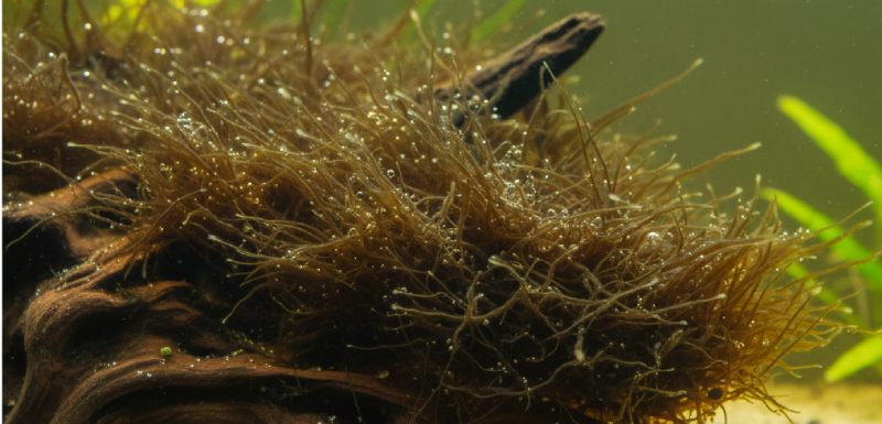 imagen alga filamentosa marron