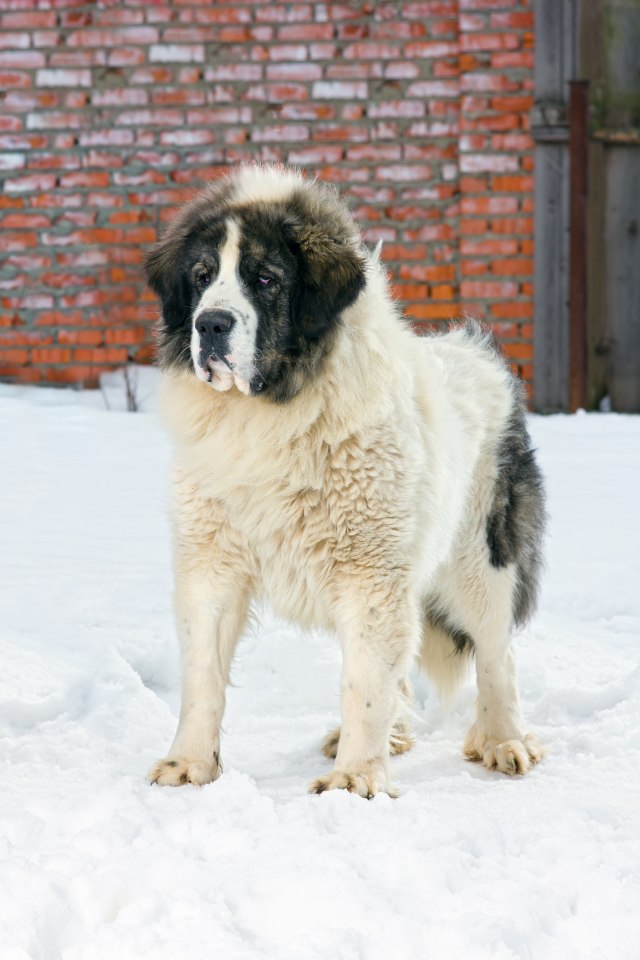 Mastín del Pirineo 2