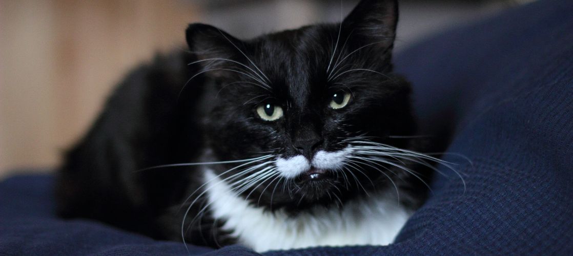 Bigotes de los gato: Ese “sexto sentido” que no deberías tocar nunca