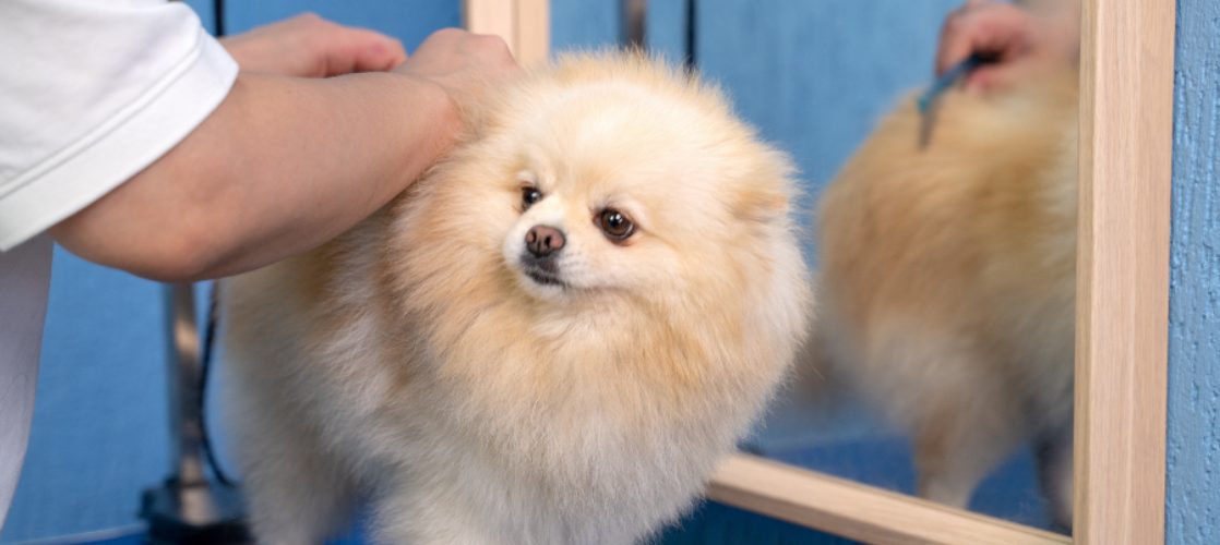 Todo sobre de Pelo en Perros Pomerania | Kiwoko