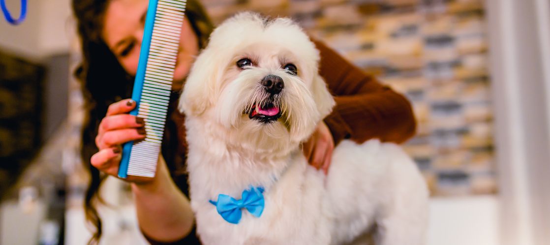 Care and Grooming of the Bichon Maltese