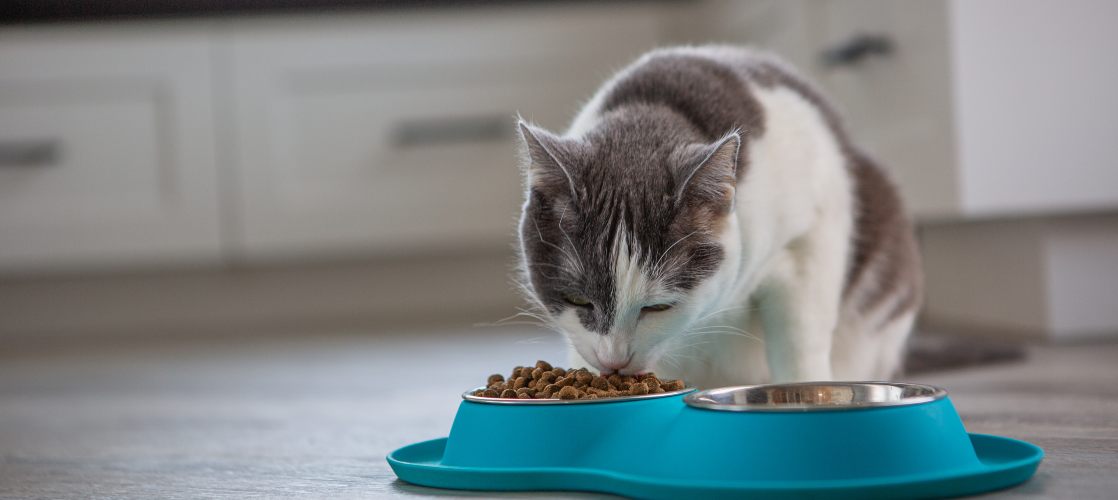 Comida Para Gatos con Problemas Renales | Kiwoko