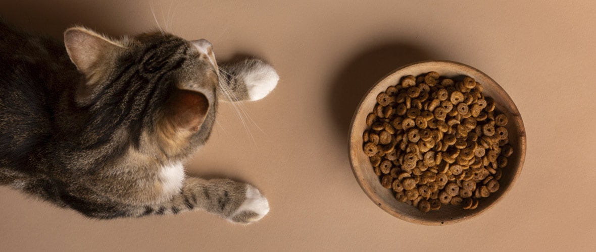 Comida Húmeda para Gatos - Guía Completa y Mejores Marcas