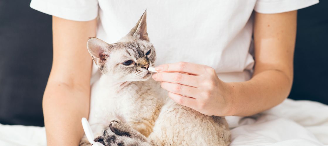 Omega 3 para Gatos, ¿Para qué Sirve? Kiwoko