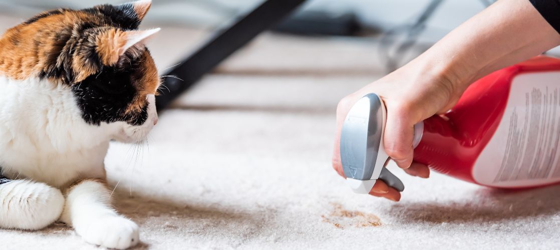 Cómo Quitar el Olor a gato en la Casa? | Kiwoko