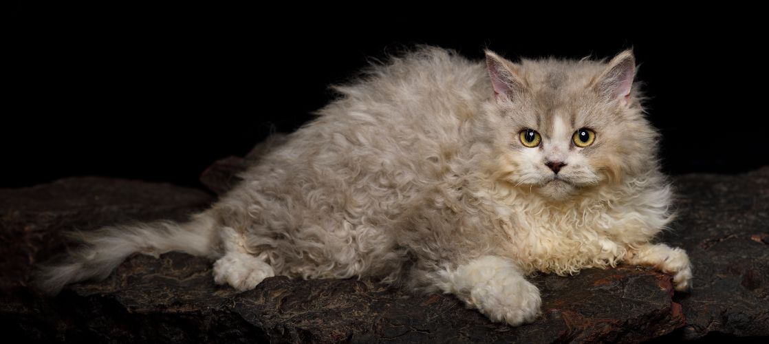 Selkirk Rex Consejos, cuidados y característica Kiwoko