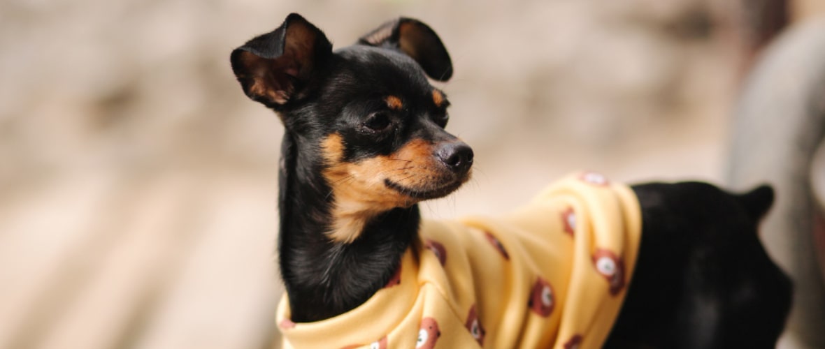 Origen del Día de Vestir a tu Mascota Origen del Día de Vestir a tu Mascota