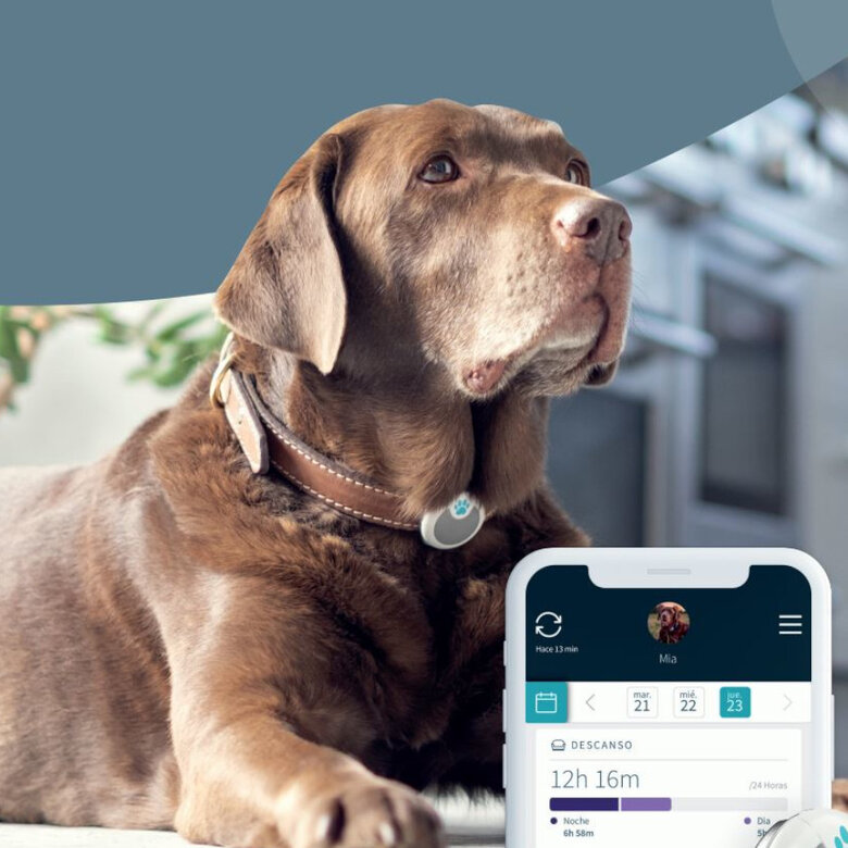 SURE PETCARE ANIMO MONITOR DE CONDUCTA PARA PERROS