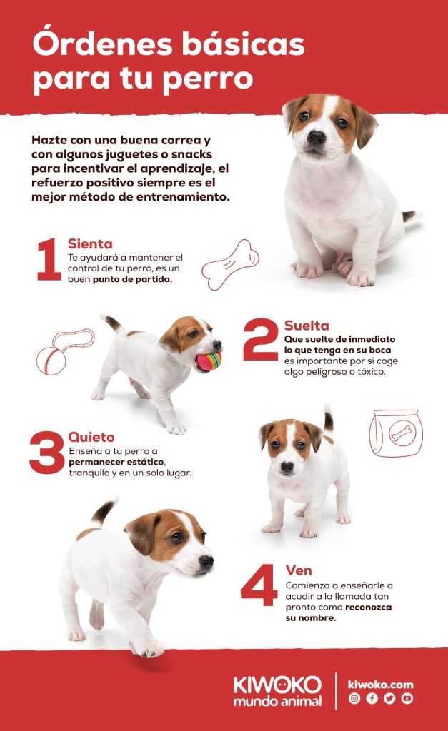Ordenes básicas para entrenar a tu perro