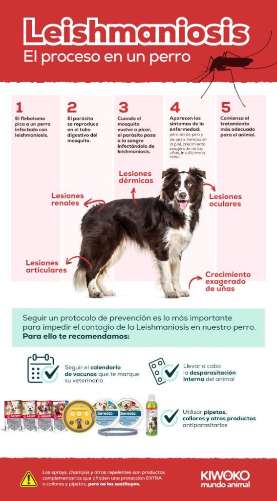 leishmania en perros. Mosquito flebotomo que provoca leishmaniosis