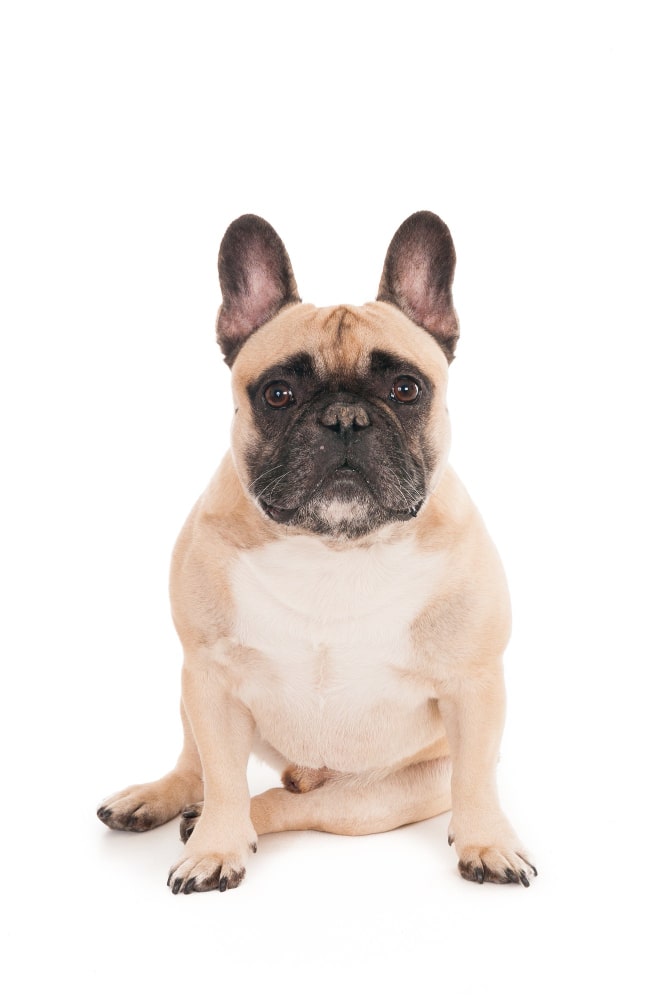 bulldog francés