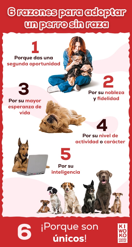 razones para adoptar un perro sin raza
