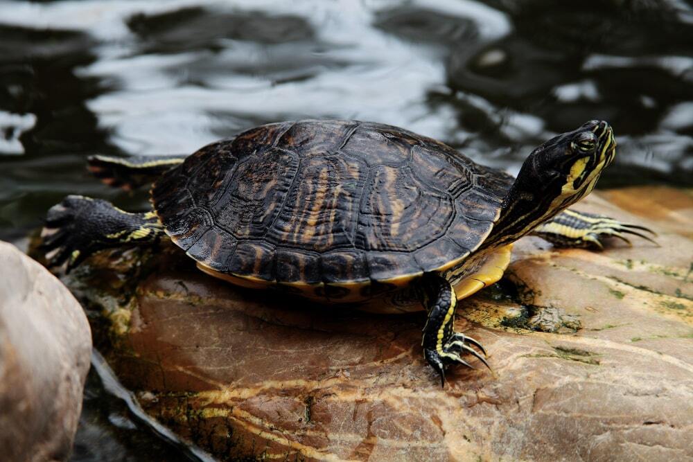 cuidados de una tortuga acuática en verano