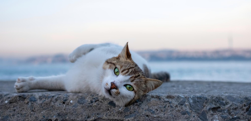 gatos y calor