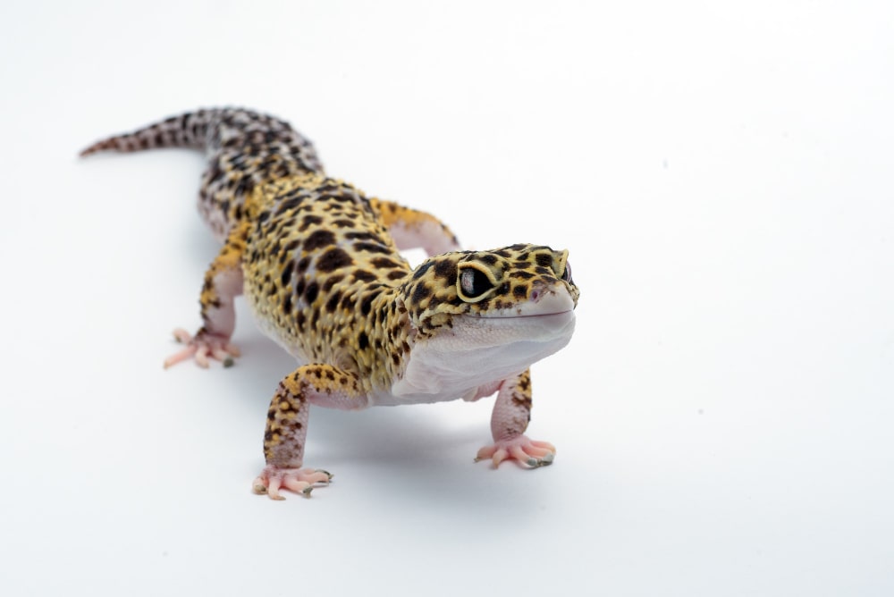 gecko leopardo