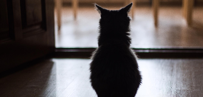 gato deprimido