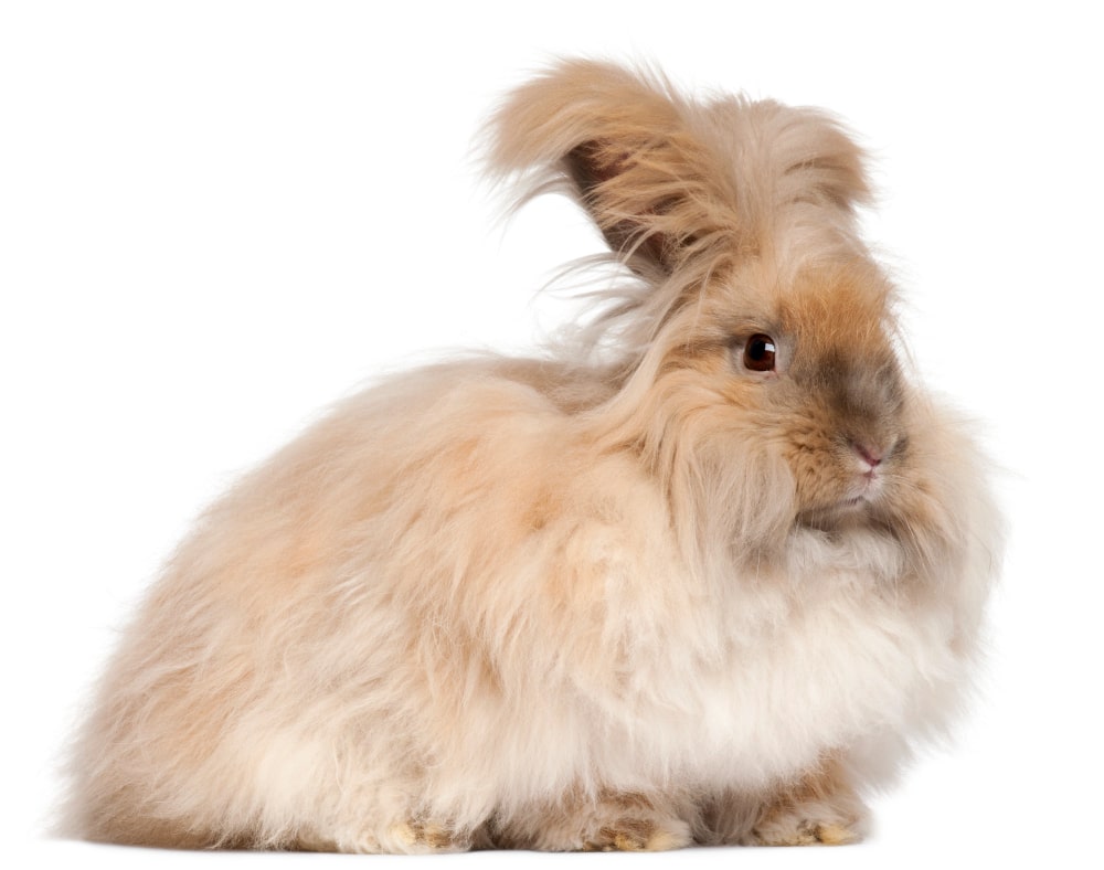 Conejo angora