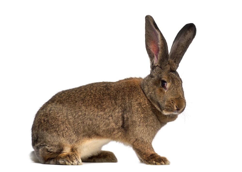 Flemish Giant