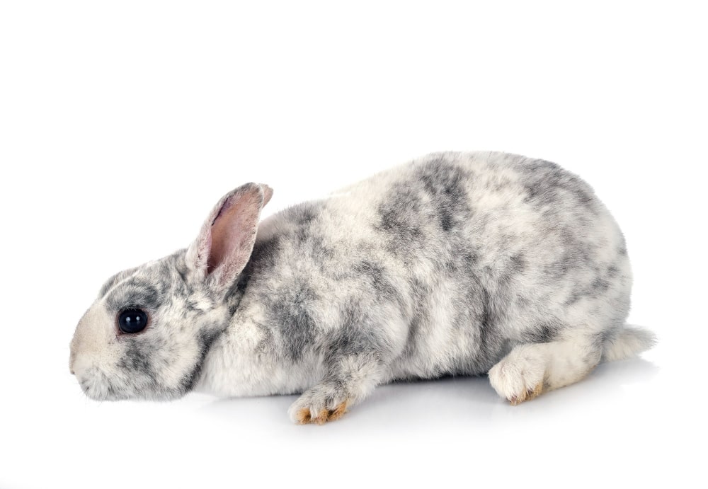 Mini Rex