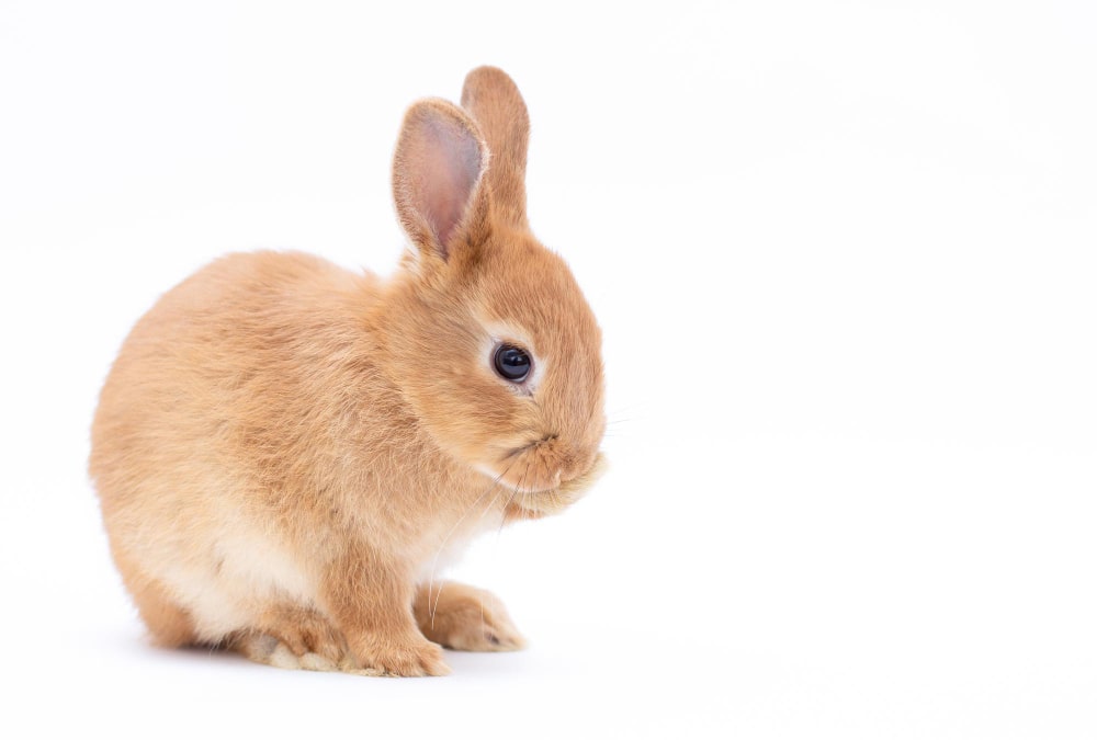 Netherland Dwarf