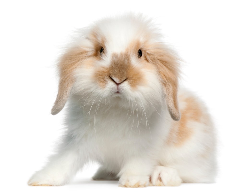 American Fuzzy Lop