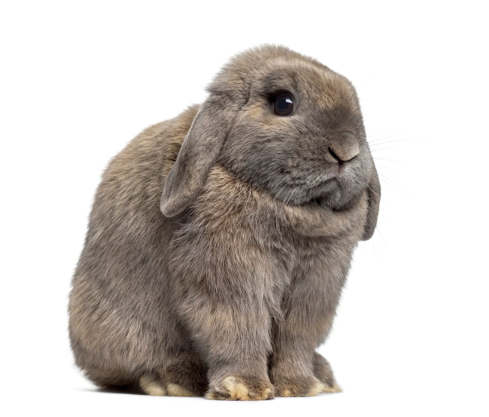 Holland Lop