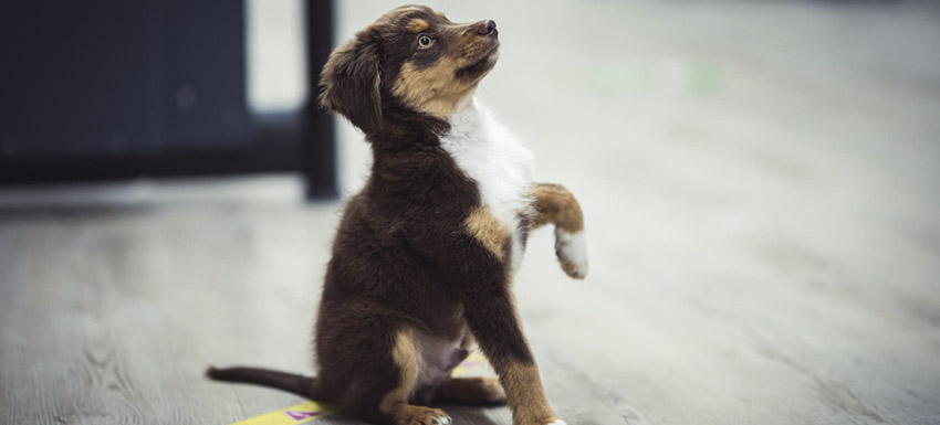 Guia completa mi primer perro