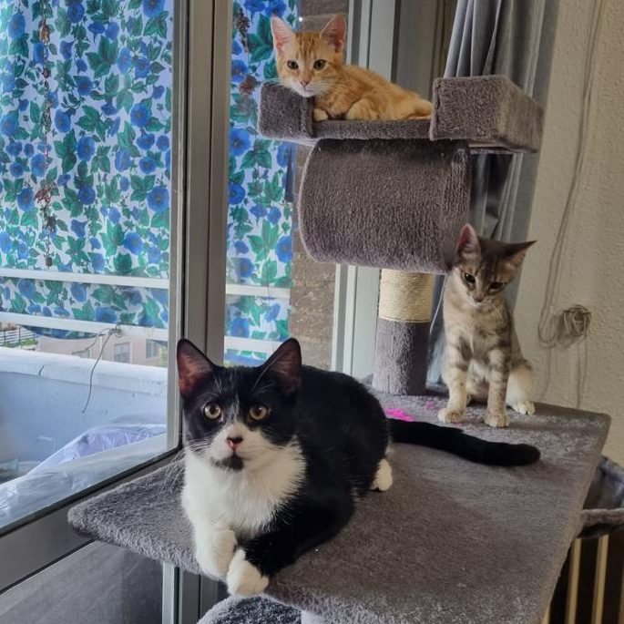 Kiara gata adoptada en casa junto a sus hermanos