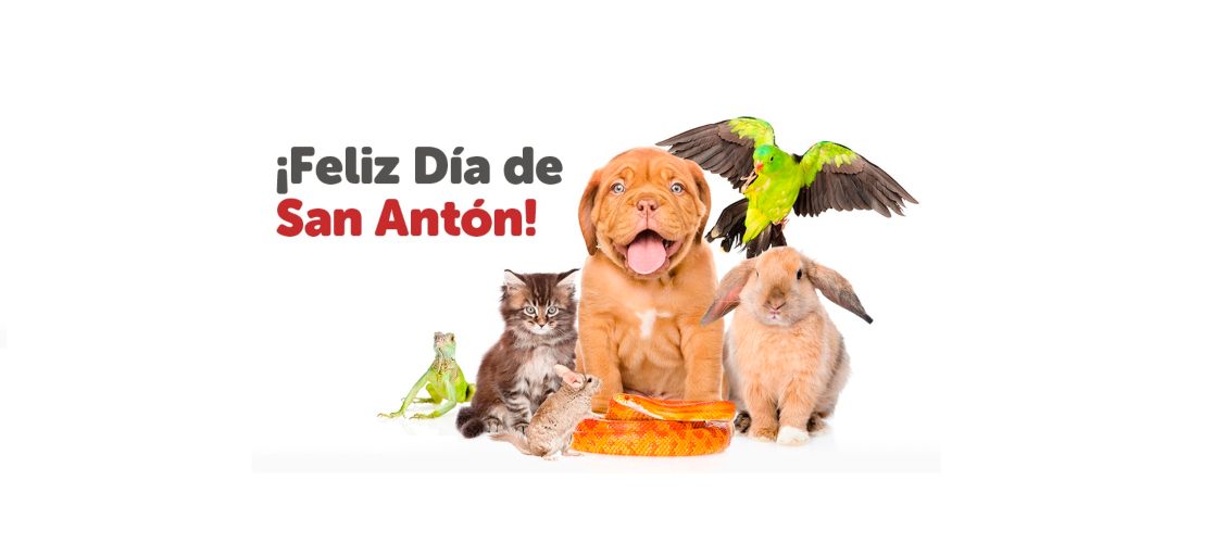 Quién es San Antón, y por qué es el patrón de los animales?
