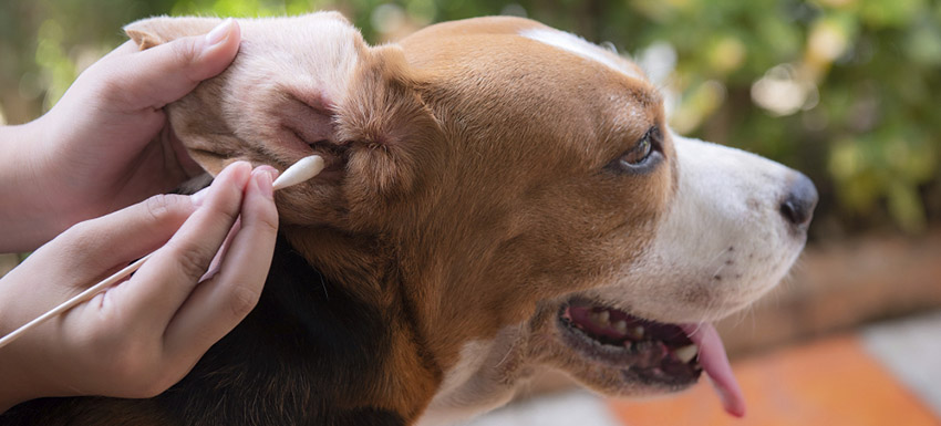 aprende a como limpiar las orejas a un perro