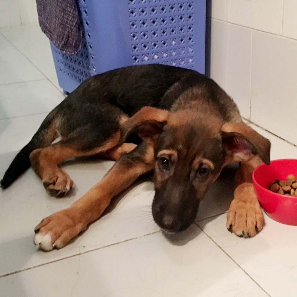 Logan cachorro historia de adopción