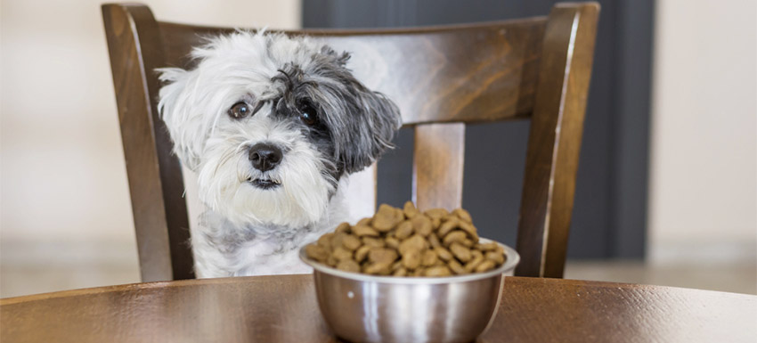 mejor pienso para perros