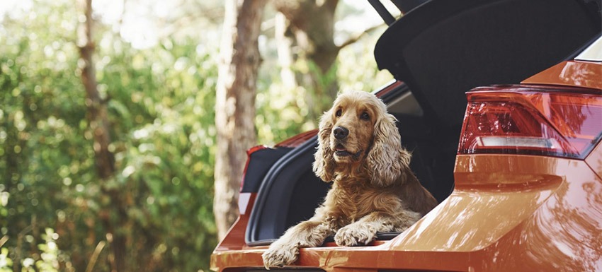 consejos para viajar en coche con perro