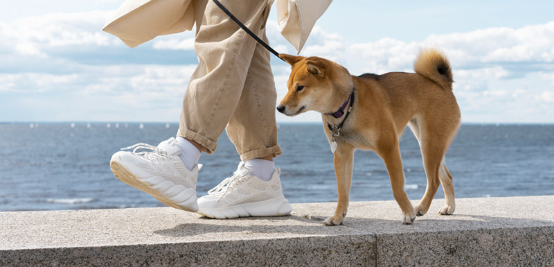 consejos para pasear perro en primavera