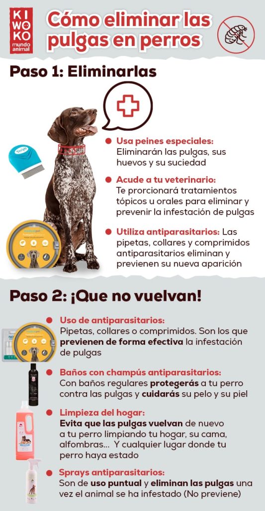 infografía eliminar pulgas perro