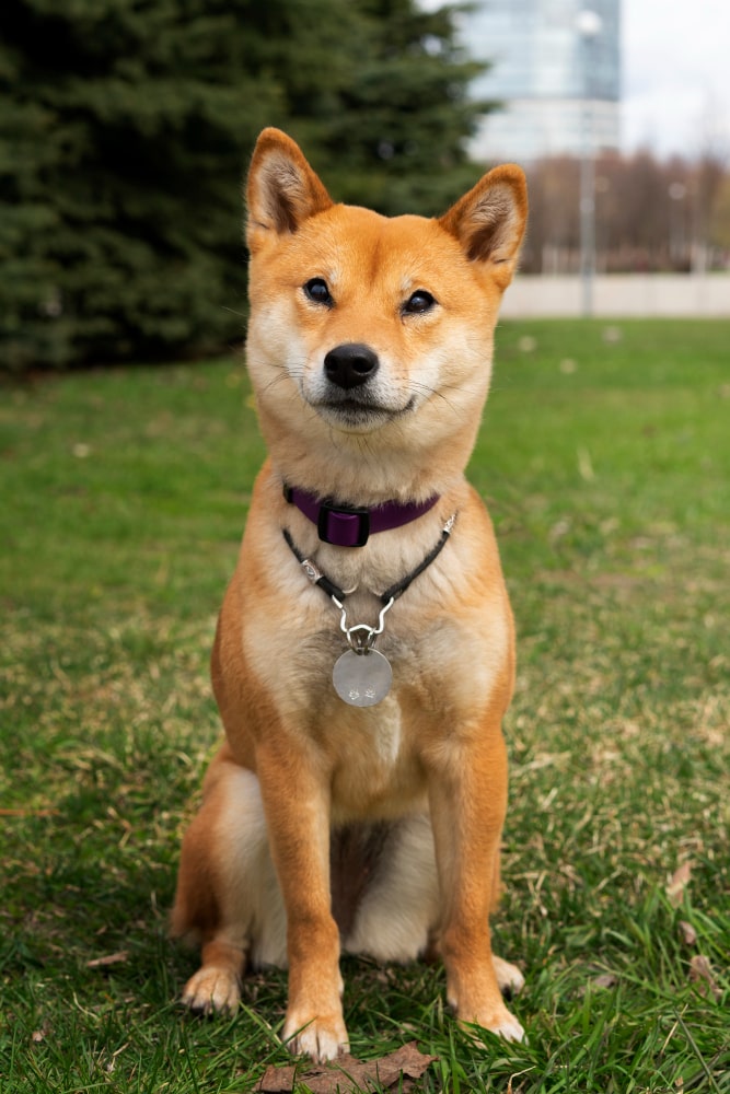 raza shiba inu