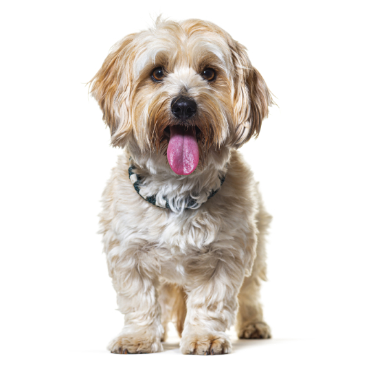 Bichón Habanero: características y cuidados | Blog Kiwoko