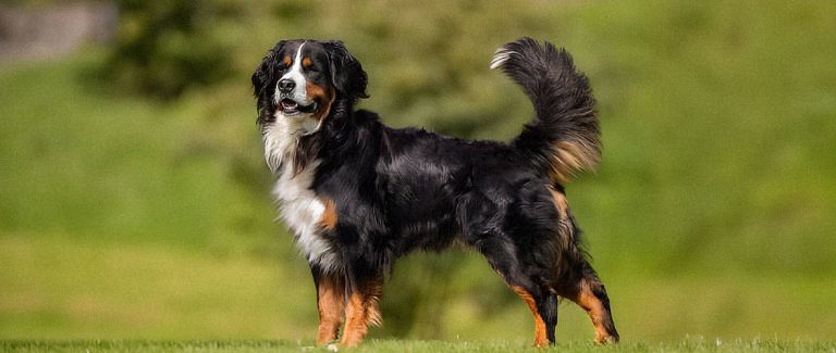 Toda la información sobre la raza de perro Boyero de Berna