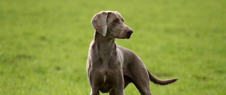 Toda la información sobre la raza de perro Braco de Weimar