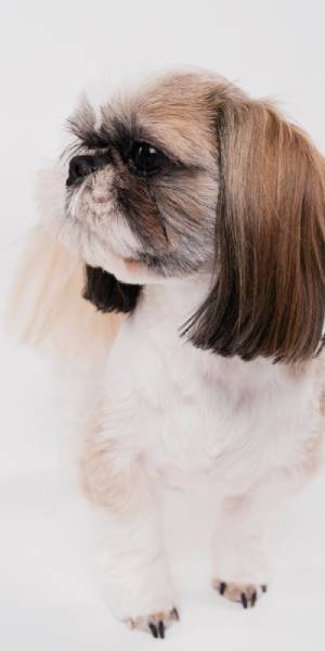 lhasa apso fotos