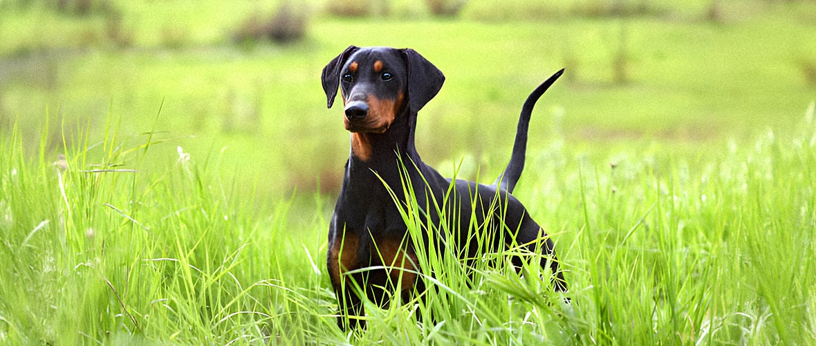 Características y cuidados del Pinscher Alemán| Blog Kiwoko