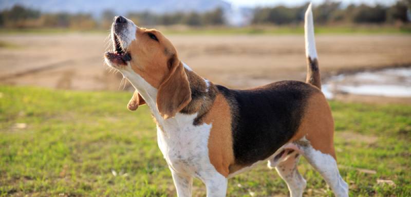 porque aullan los perros