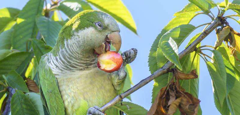 frutas y verduras de los loros