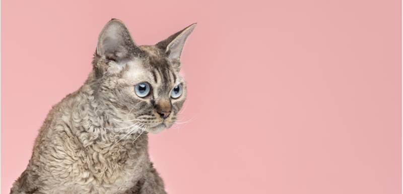 el cornish rex es un gato hipoalergénico