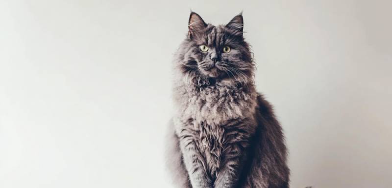 el laperm es un gato hipoalergénico
