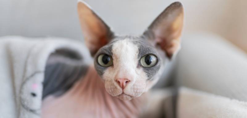 el sphynx es un gato hipoalergénico