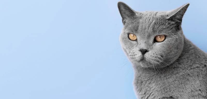 el azul ruso es un gato hipoalergénico